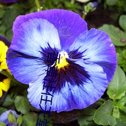 香草社任天堂