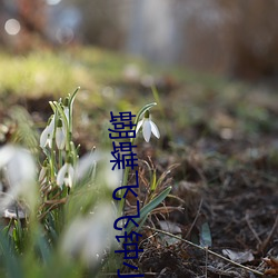 蝴蝶飞飞钟小印的扮演者是谁 （龙拏虎跳）