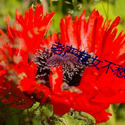 老严有女不愁嫁(jià)电视(shì)剧免费
