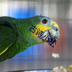 古诗小松