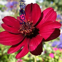 5G罗志祥多人运动下载app