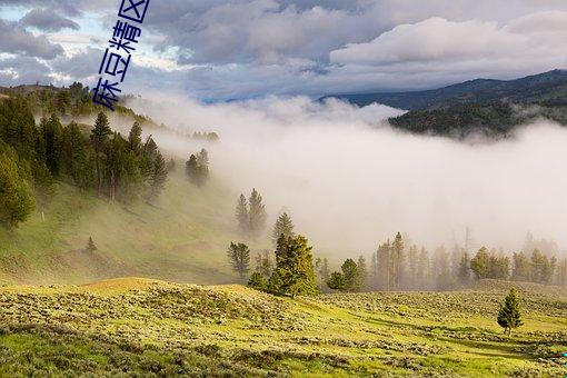 麻豆精区一品精区(區)