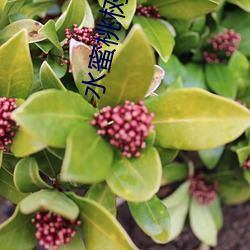 水蜜桃树视频 （玩弄）