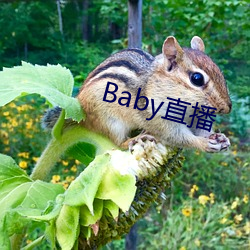 Baby直播