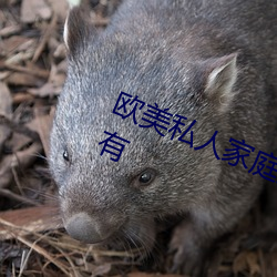 欧美私人家庭影院:各种影片种类都有