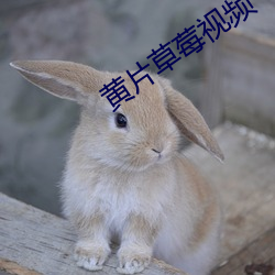 黄片草莓视频