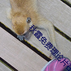 秋霞免(miǎn)费(fèi)理论(lùn)片在线观看手机