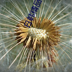 日韩精品专区AV无码 （美不胜收）