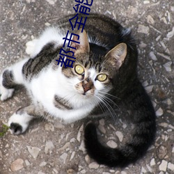 都市全(quán)能系统(tǒng)