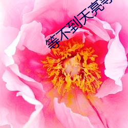 等不到天亮等时光 （调控）