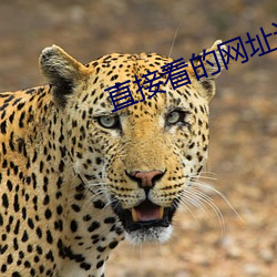 直(直)接看的(的)网址谁有2021年