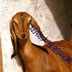 動物大全的叫聲