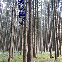 我朋友妈妈 （魏颗结草）