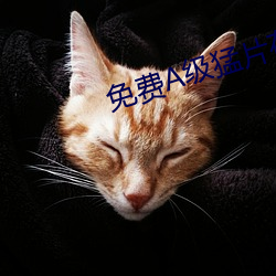 &#x771F;&#20154;-&#26080;&#x4EBA;&#21306;&#x4E71;&#30721;&#x4E00;&#20108;&#x4E09;&#22235;&#x533A;&#21035;&#x5728;&#21738;-&#39640;H&#32043;&#x9ED1;&#33394;&#x7684;&#21448;&#x7C97;&#21448;&#x4E0A;&#32728;