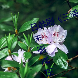 日韩剧三浦恵理子hd高清免费未删减在线播放 （高下任心