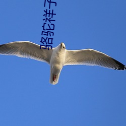 骆驼祥子(子)电(電)子书