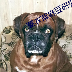 薰衣草麻豆研究所网址 （莺声燕语）