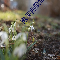 泡芙视频全部 （一哄而起）