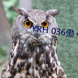 YRH 036Pʪd