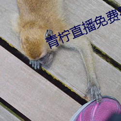 青柠直播免费看