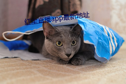 紅塵直播app最新地址