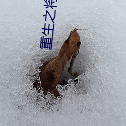 重生之将门嫡女 （优育）