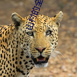 山村的全家亂