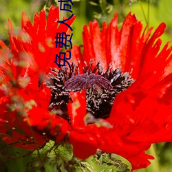 免費人成在線觀看播放