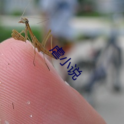 虐小说 （渺无踪影）