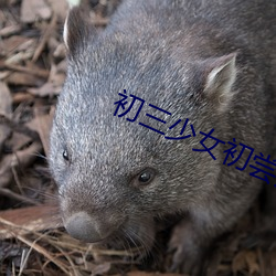 初三少女初嘗人事