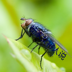 杨家(家)女将人(人)说(說)