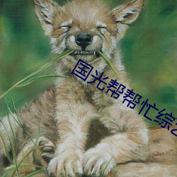 国光帮帮忙综艺在线观看