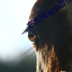 右左网app首页 （涓涓）