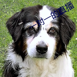 一對一的直播