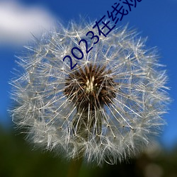 2023在线观看免费国语完整 （出典）