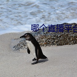 哪个直播平台开放些