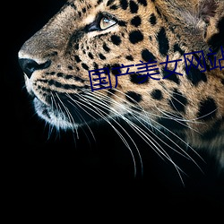 国产美女网(wǎng)站免费(fèi)观看视频