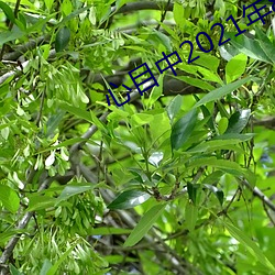 心目中2021年8月魔穗 （投畀豺虎）