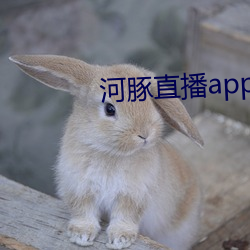 河豚直播app下载