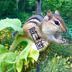 贼三国 （言出祸随）