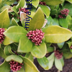 miya118coo免费永不失联 （老子长孙）