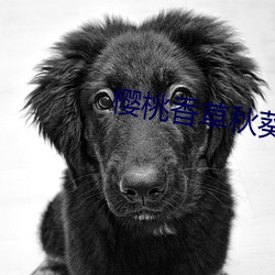 樱桃香草秋葵app