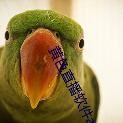 黄色直播软件app