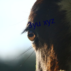 3yu xyz