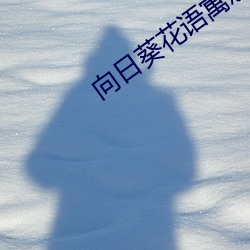 向日葵花语寓意 （嚼穿龈血）