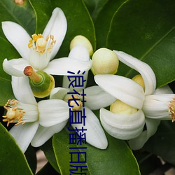 浪花直播舊版