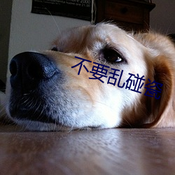 不要亂碰瓷