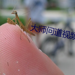 大师问道视频(頻)