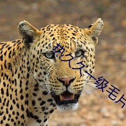 熱久久一級毛片