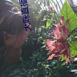 大咪直播app下載安裝